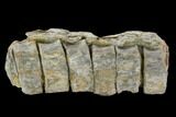 6.9" String of Ichthyosaurus Vertebrae - Whitby, England - #130199-1